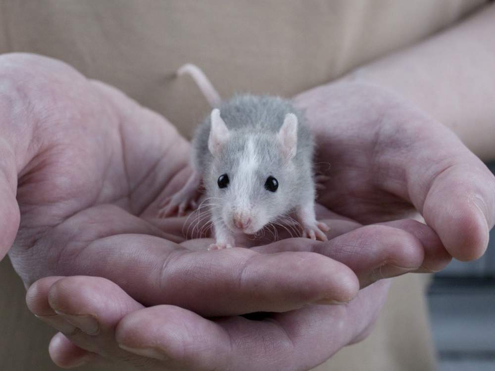 Fancy rat Breeder Rattus norvegicus 