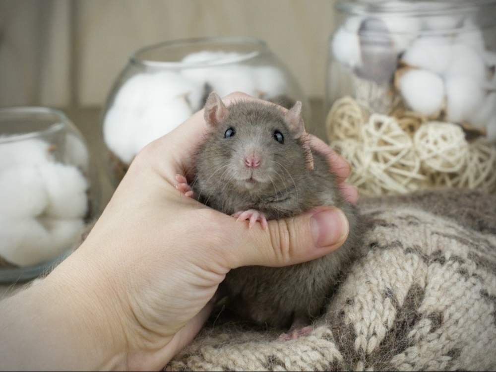 Fancy rat Breeder Rattus norvegicus 