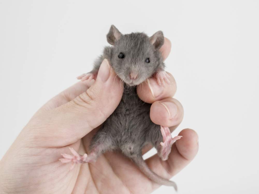 Fancy rat Free Rattus norvegicus 