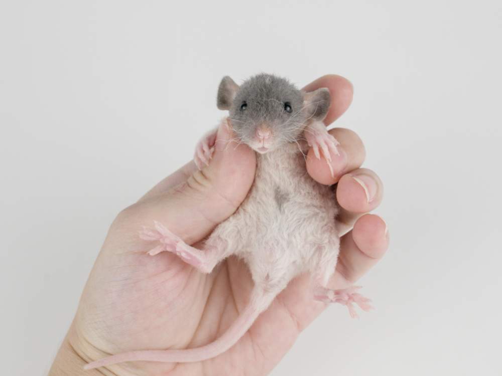 Fancy rat Available for rehoming Rattus norvegicus 