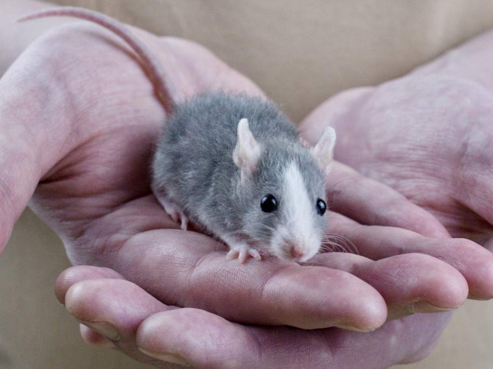 Fancy rat Breeder Rattus norvegicus 