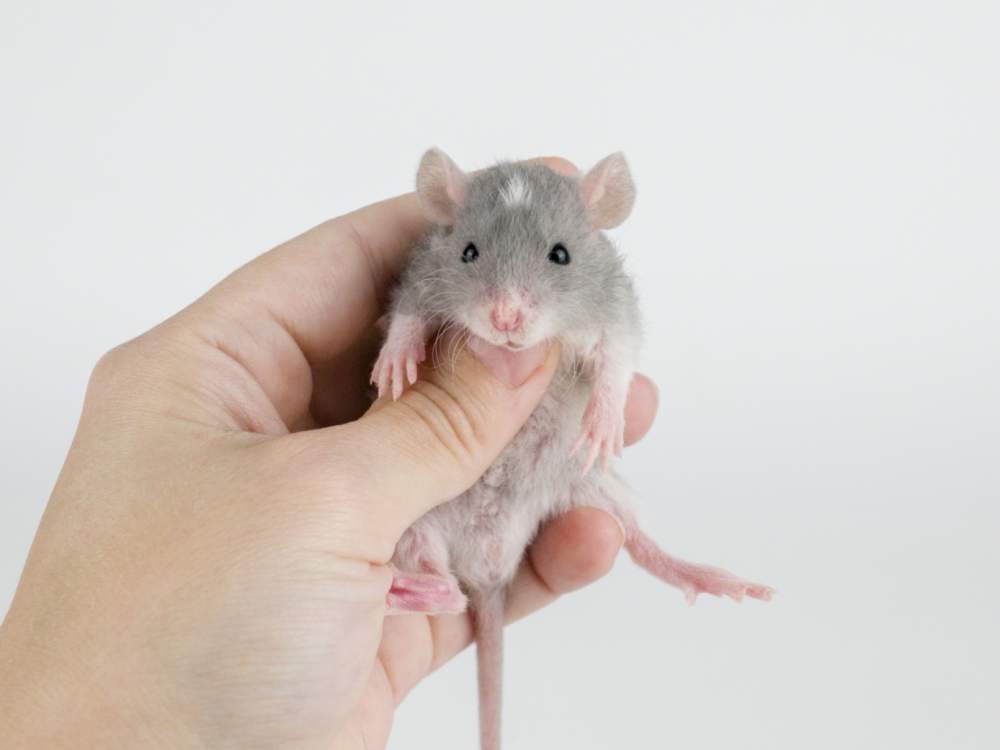 Fancy rat Pet only Rattus norvegicus 