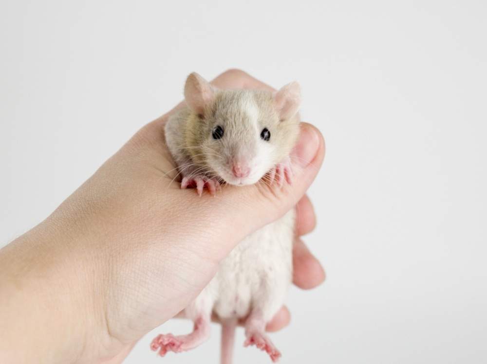 Fancy rat Available for rehoming Rattus norvegicus 