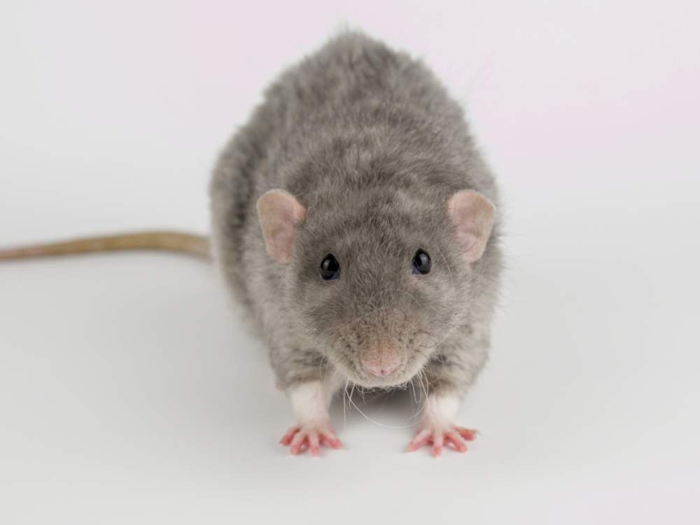 Fancy rat Owned by other Rattus norvegicus 