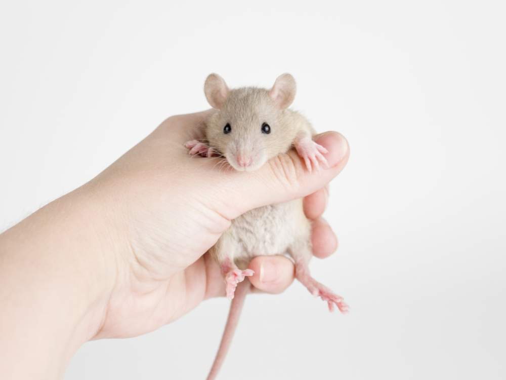Fancy rat Available for rehoming Rattus norvegicus 