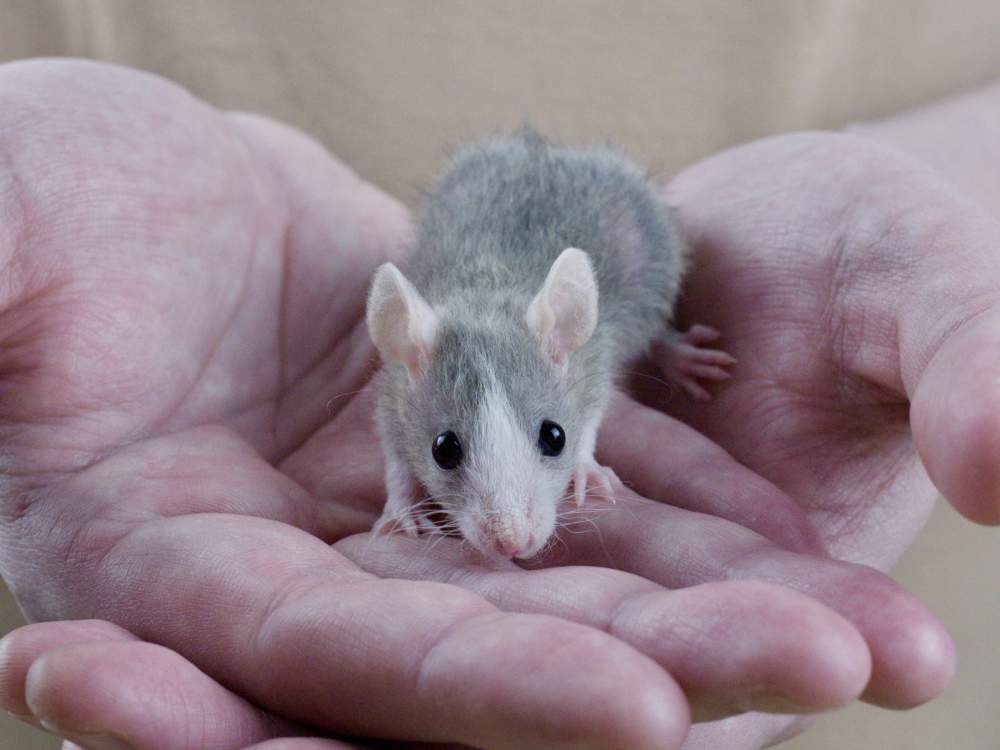 Fancy rat Breeder Rattus norvegicus 