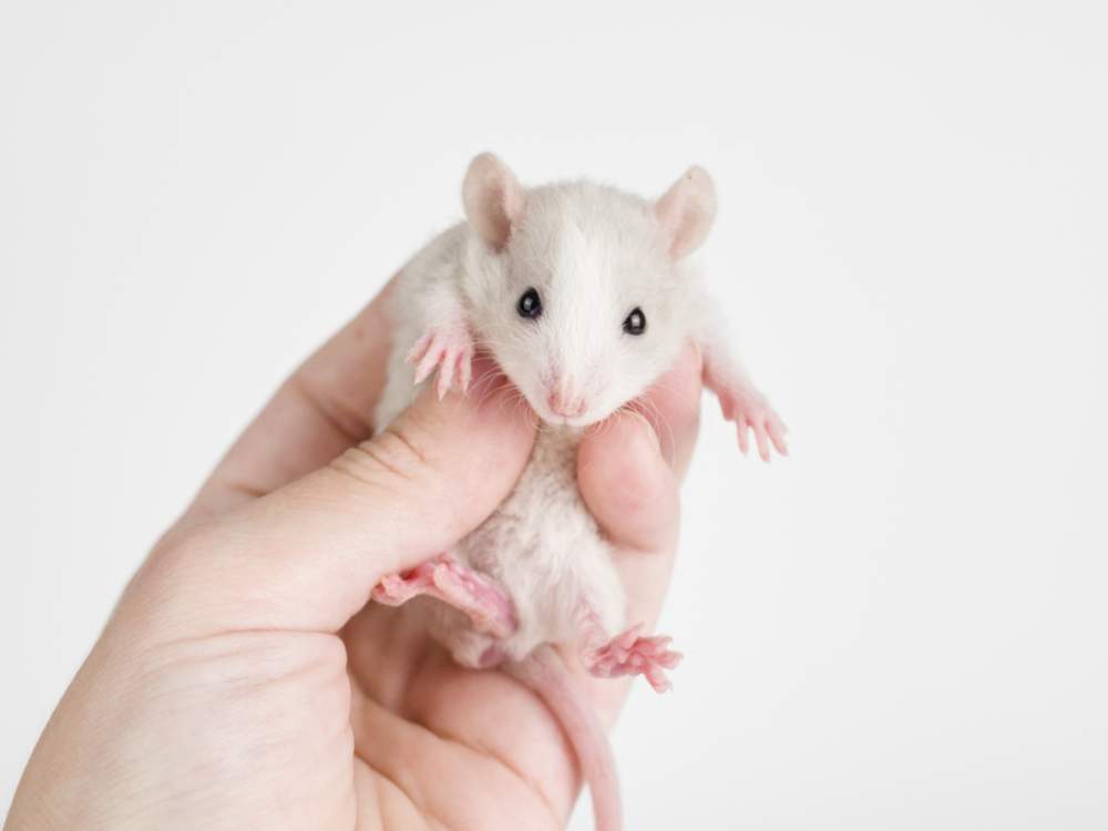 Fancy rat Breeder Rattus norvegicus 