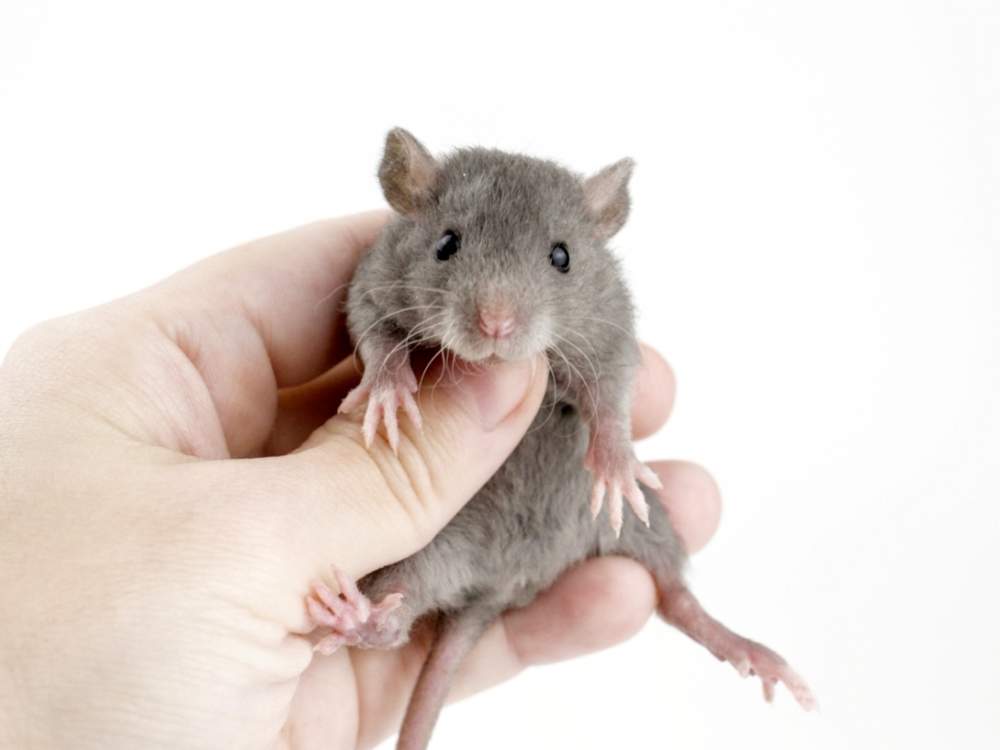 Fancy rat Free Rattus norvegicus 