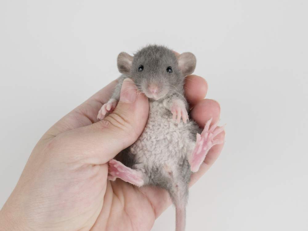 Fancy rat Breeder Rattus norvegicus 