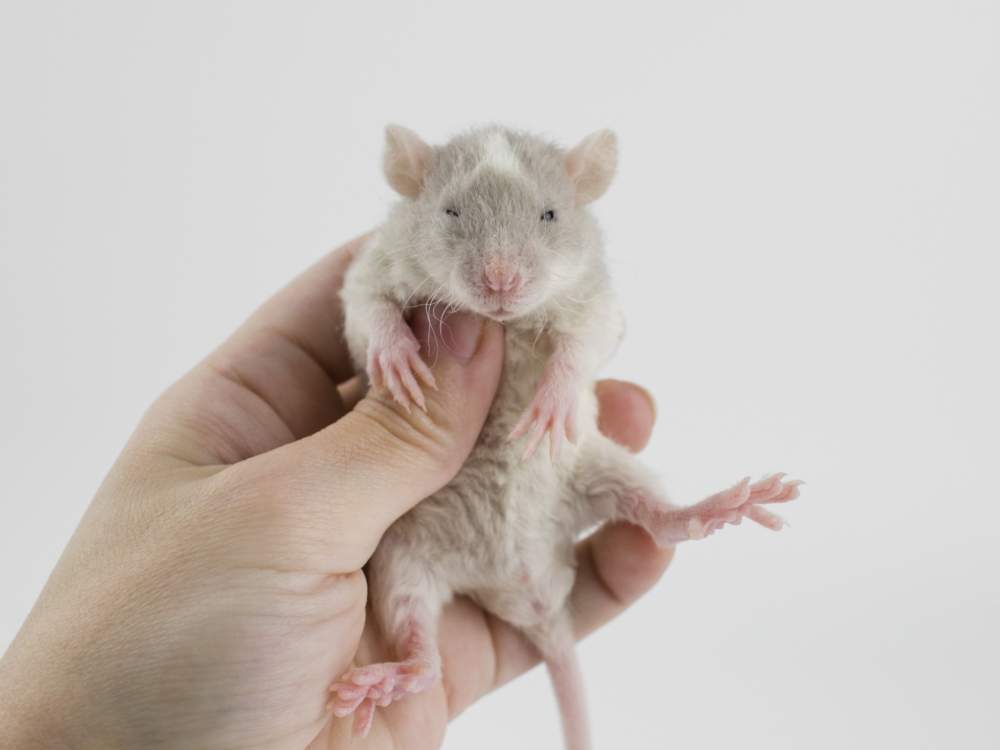 Fancy rat Free Rattus norvegicus 