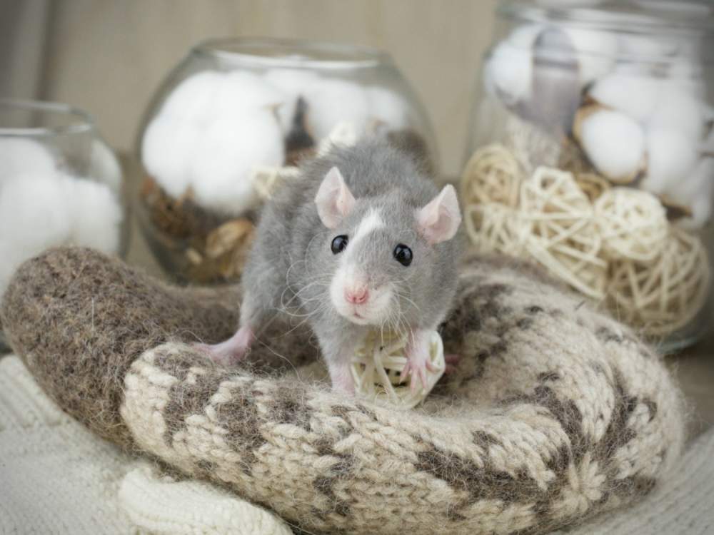 Fancy rat Breeder Rattus norvegicus 