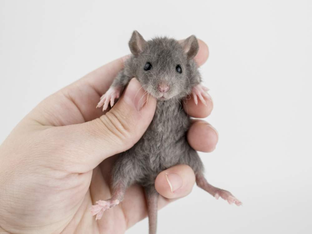 Fancy rat Free Rattus norvegicus 