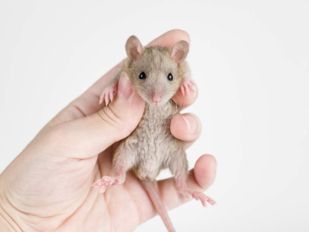 Fancy rat Owned by other Rattus norvegicus 