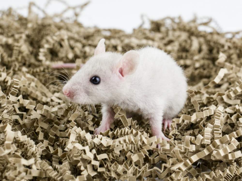 Fancy rat Breeder Rattus norvegicus 