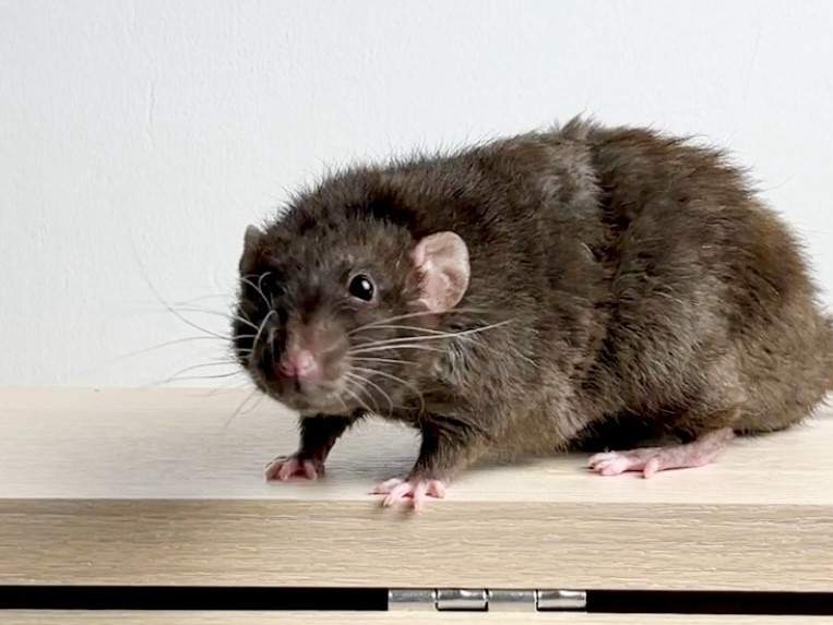 Fancy rat Owned by other Rattus norvegicus 