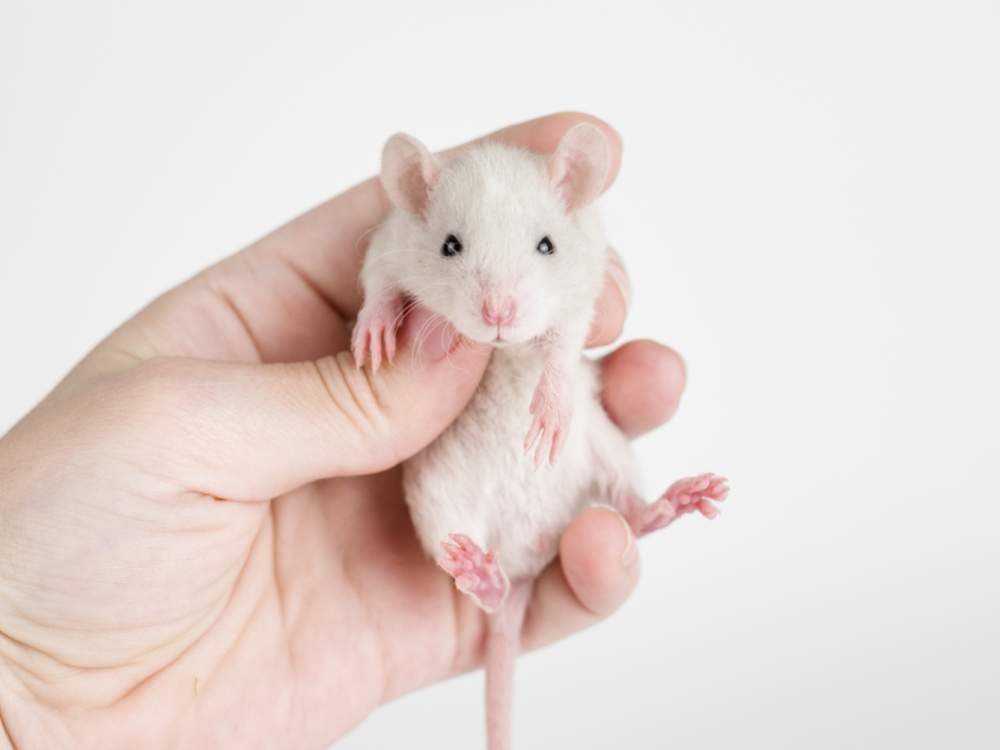 Fancy rat Breeder Rattus norvegicus 