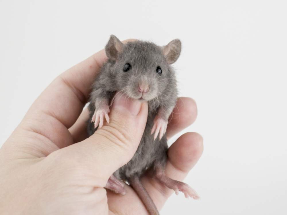 Fancy rat Free Rattus norvegicus 