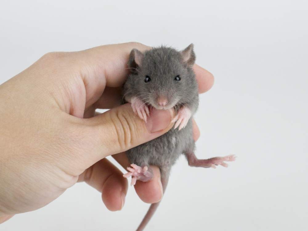 Fancy rat Pet only Rattus norvegicus 