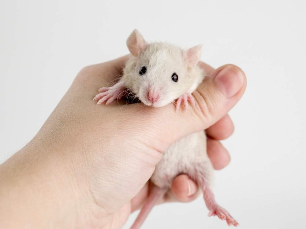Fancy rat Available for rehoming Rattus norvegicus 