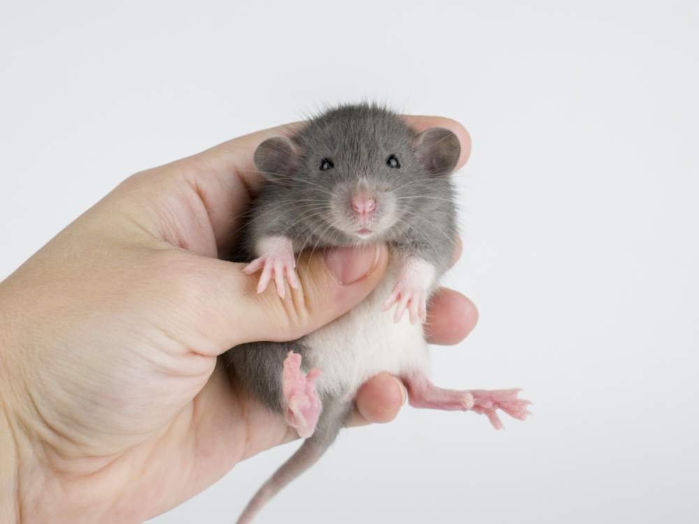 Fancy rat Pet only Rattus norvegicus 
