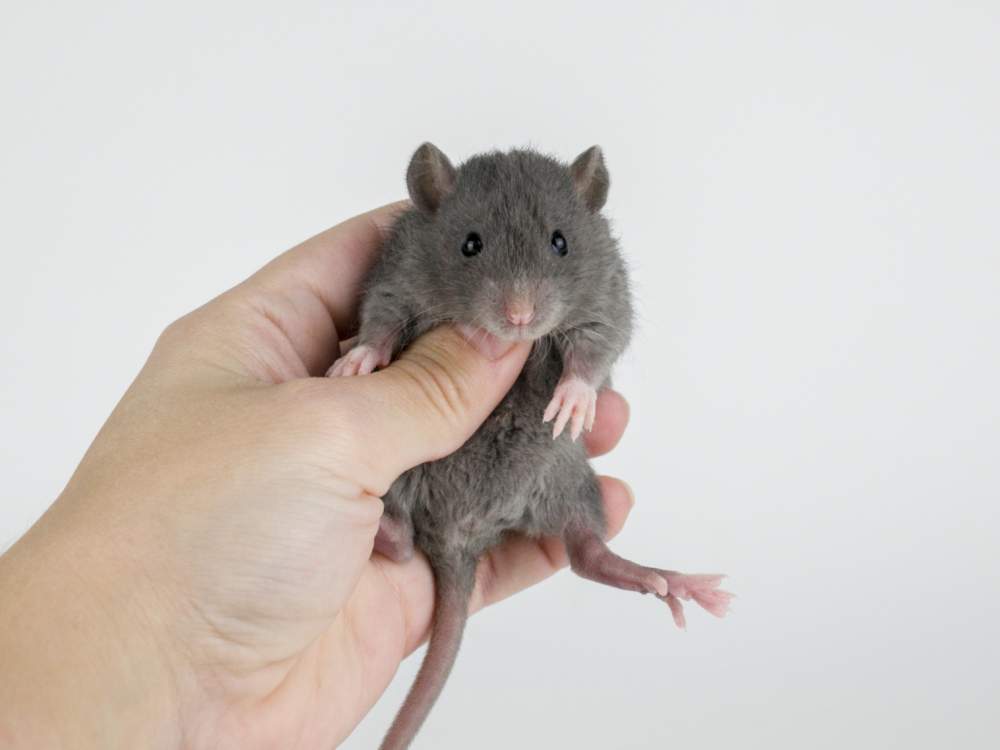 Fancy rat Pet only Rattus norvegicus 