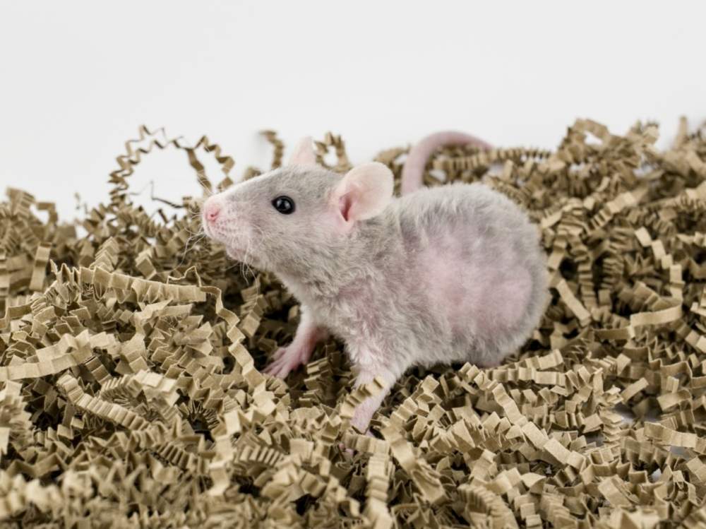 Fancy rat Breeder Rattus norvegicus 