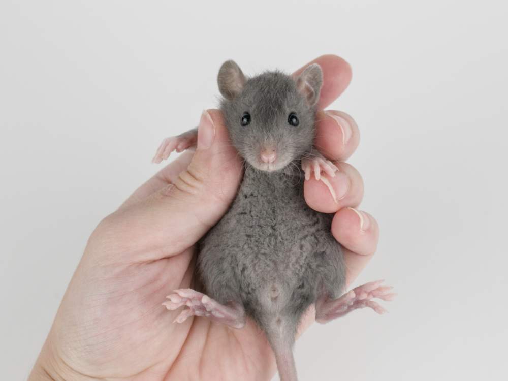Fancy rat Available for rehoming Rattus norvegicus 