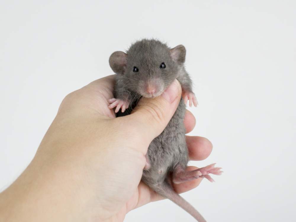 Fancy rat Pet only Rattus norvegicus 