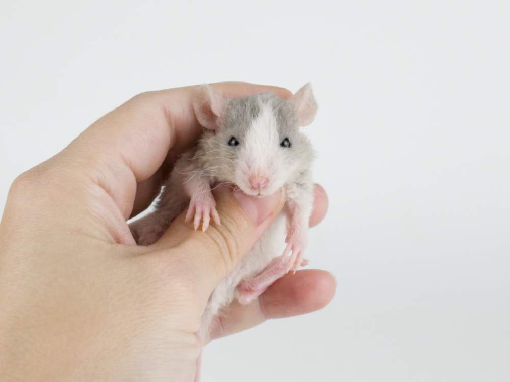 Fancy rat Pet only Rattus norvegicus 