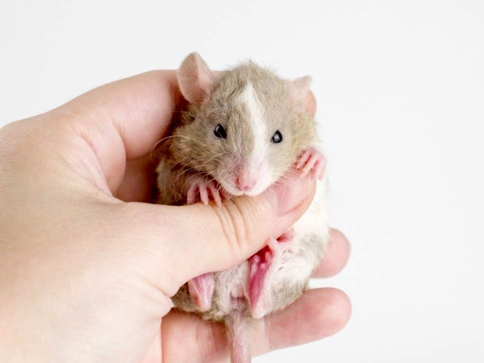 Fancy rat Breeder Rattus norvegicus 