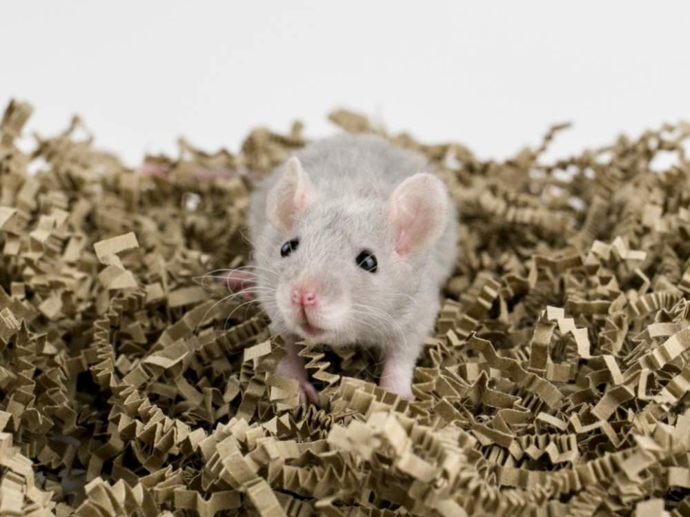 Fancy rat Breeder Rattus norvegicus 