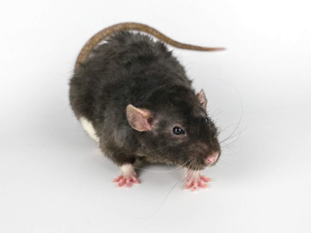 Fancy rat Owned by other Rattus norvegicus 