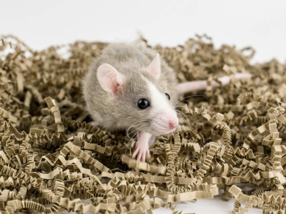 Fancy rat Free Rattus norvegicus 