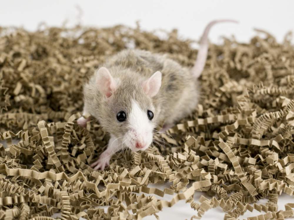 Fancy rat Free Rattus norvegicus 