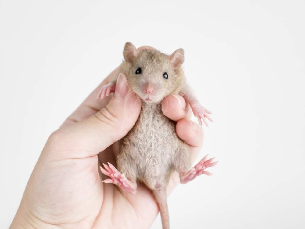 Fancy rat Available for rehoming Rattus norvegicus 