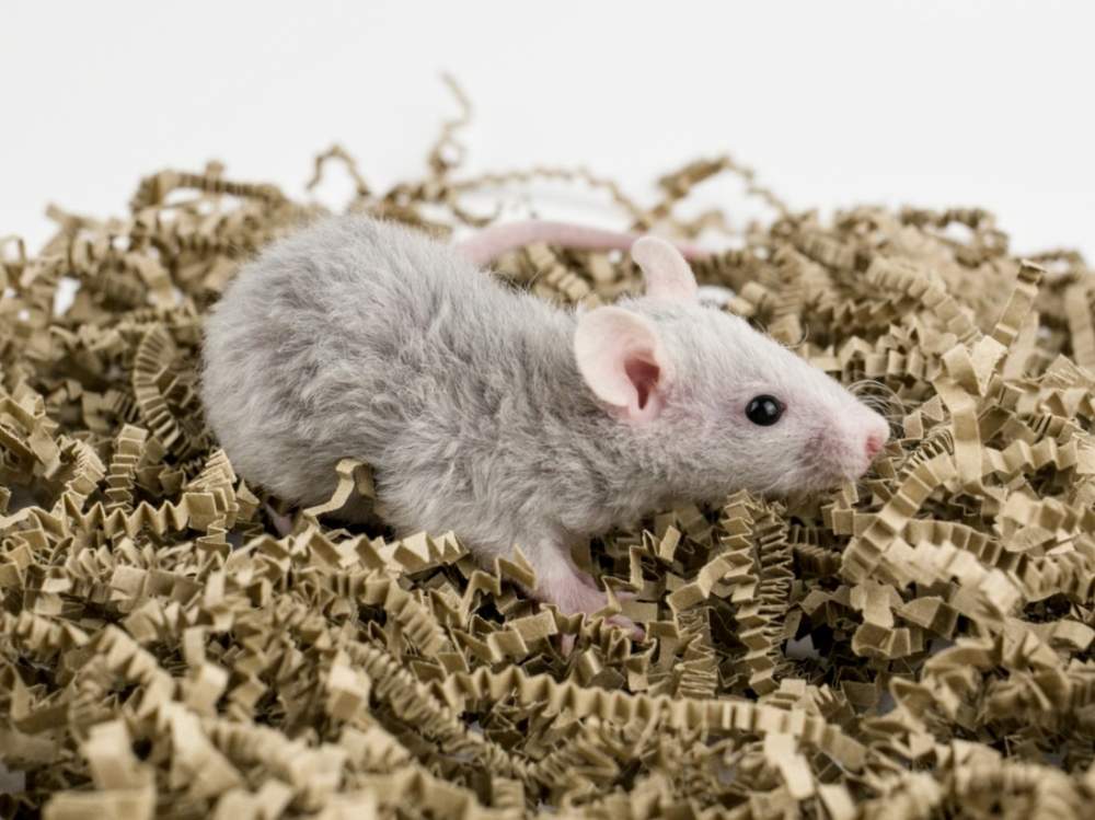Fancy rat Breeder Rattus norvegicus 