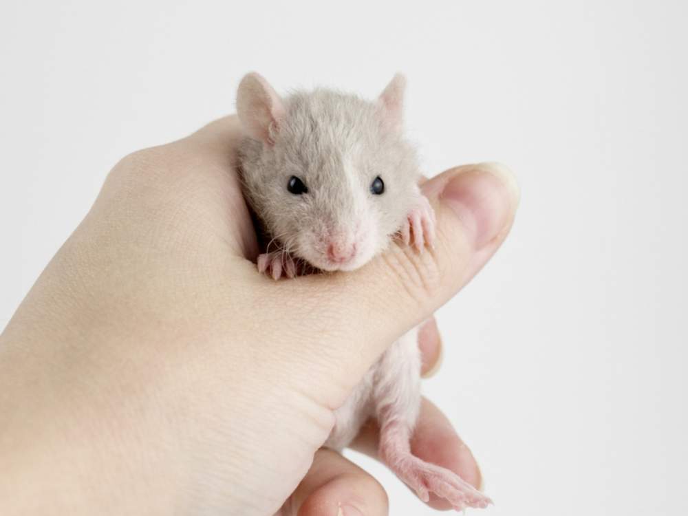 Fancy rat Breeder Rattus norvegicus 