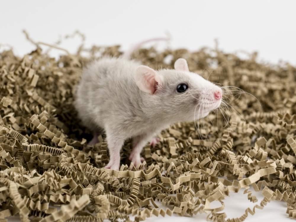 Fancy rat Breeder Rattus norvegicus 