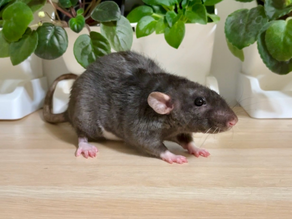 Fancy rat Retired Rattus norvegicus 