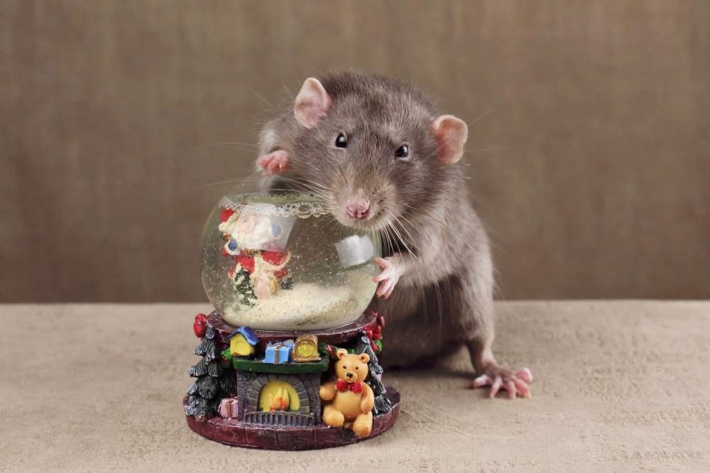 Fancy rat Deceased Rattus norvegicus 