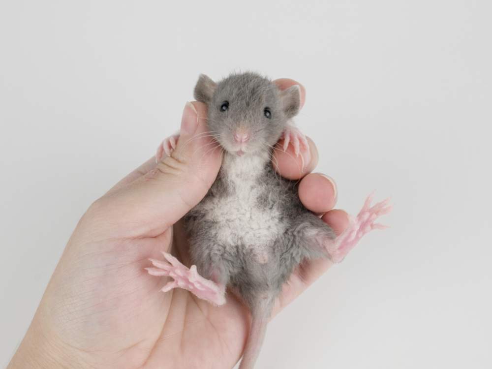 Fancy rat Pet only Rattus norvegicus 