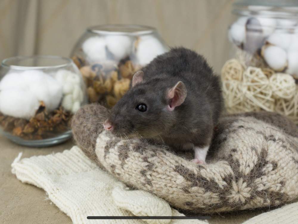 Fancy rat Breeder Rattus norvegicus 