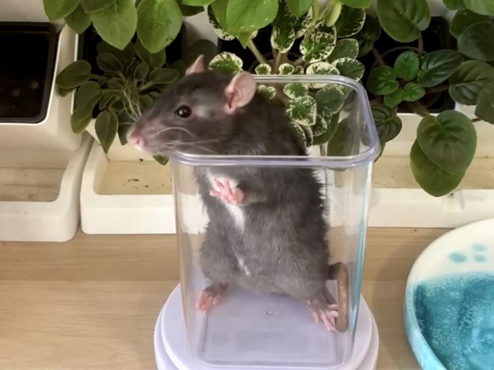Fancy rat Rehomed Rattus norvegicus 