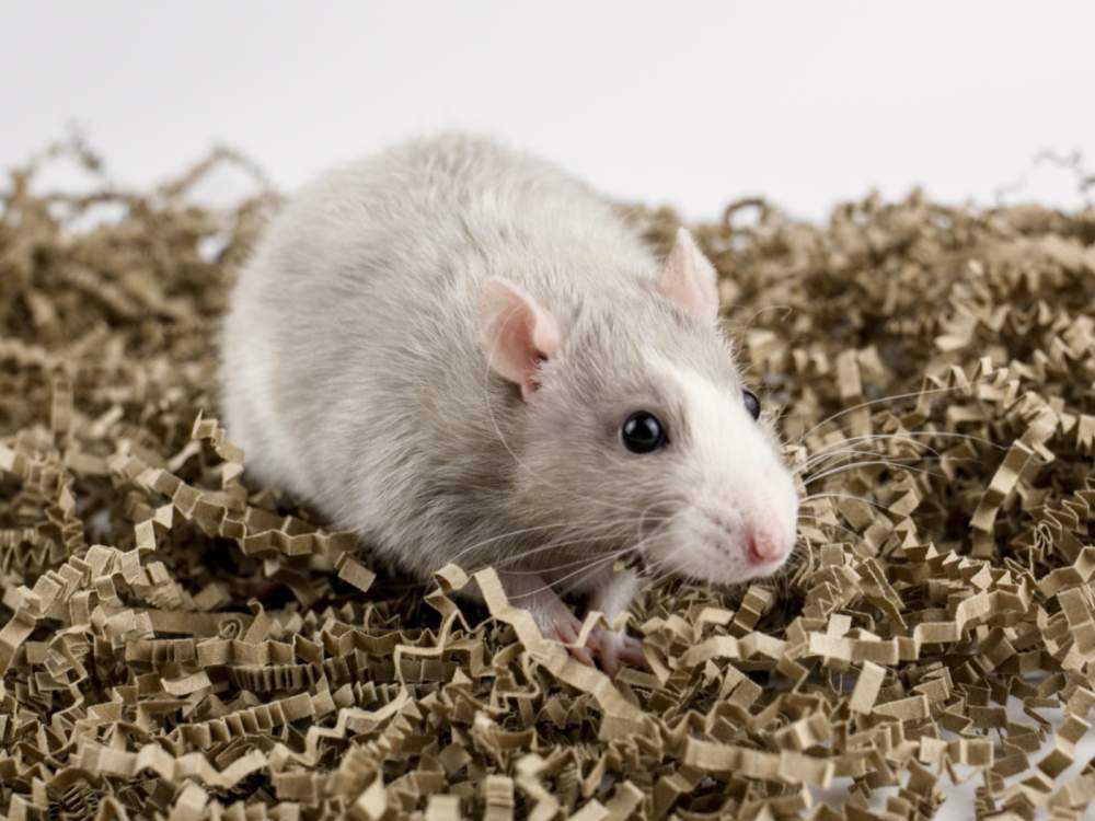 Fancy rat Breeder Rattus norvegicus 