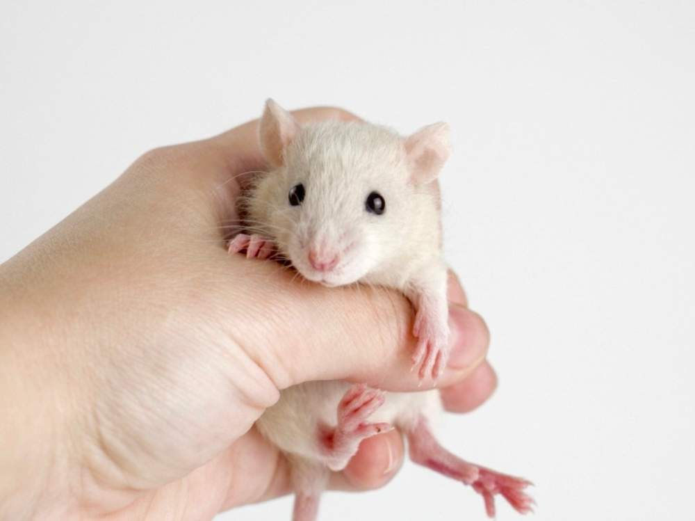 Fancy rat Owned by other Rattus norvegicus 