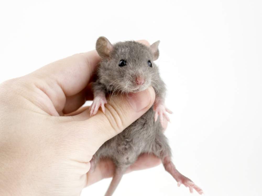 Fancy rat Free Rattus norvegicus 