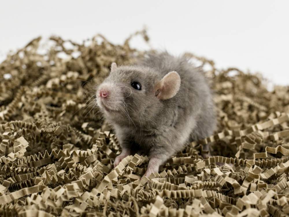 Fancy rat Breeder Rattus norvegicus 