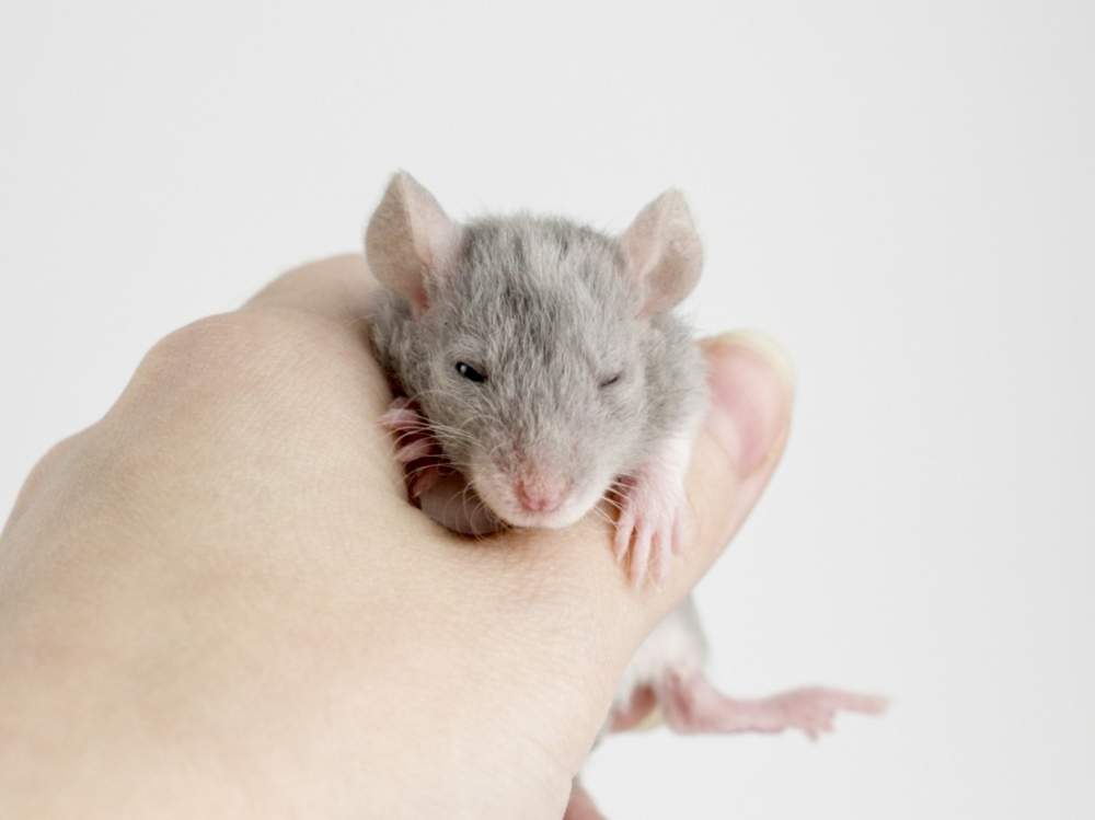 Fancy rat Breeder Rattus norvegicus 