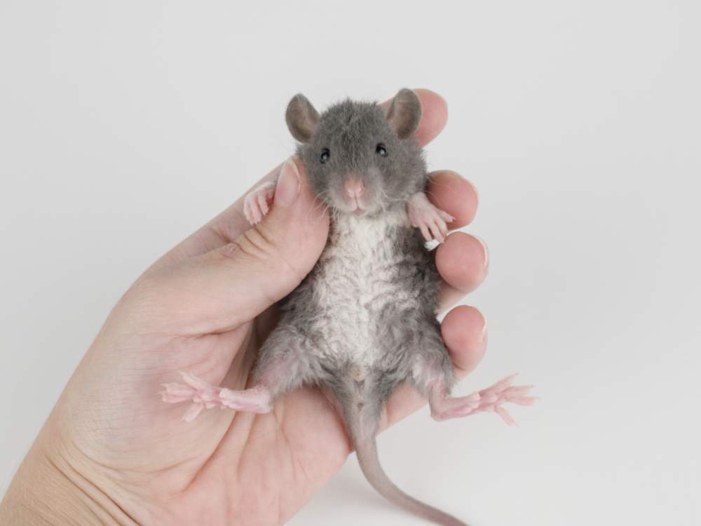 Fancy rat Available for rehoming Rattus norvegicus 