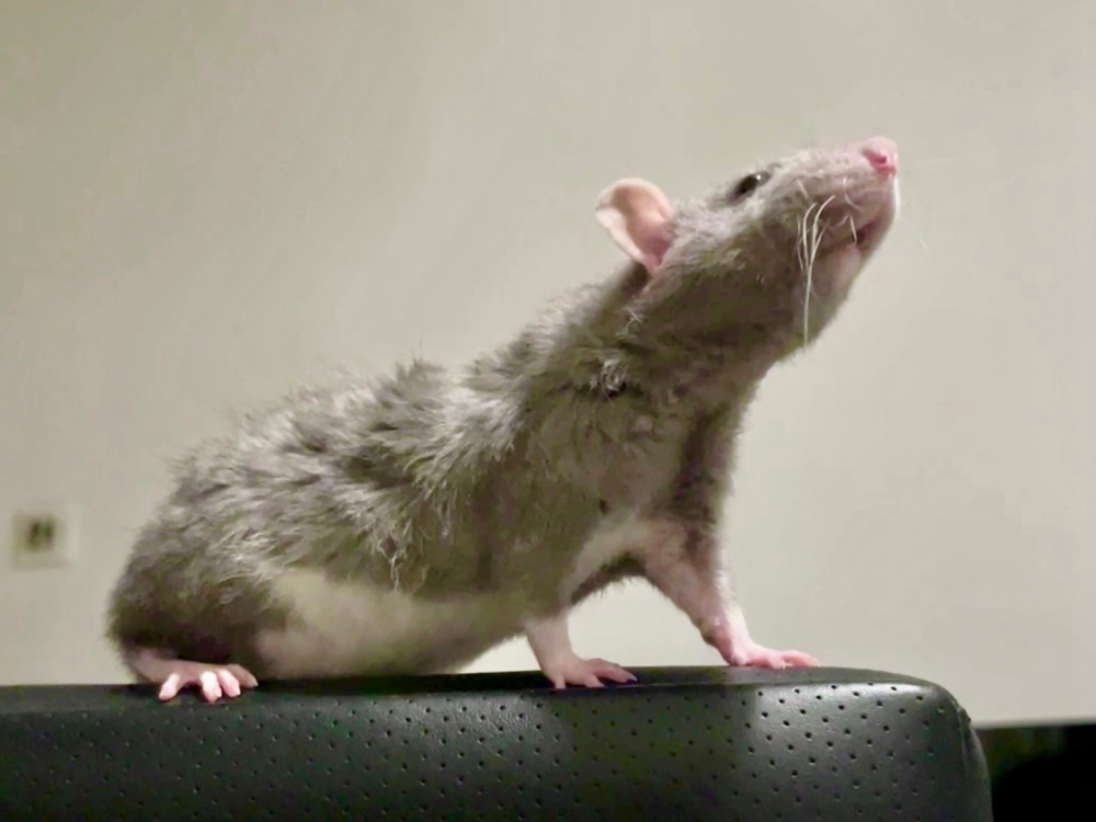 Fancy rat Owned by other Rattus norvegicus 